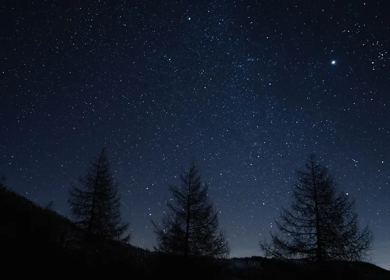 The night sky with stars and trees in the foreground