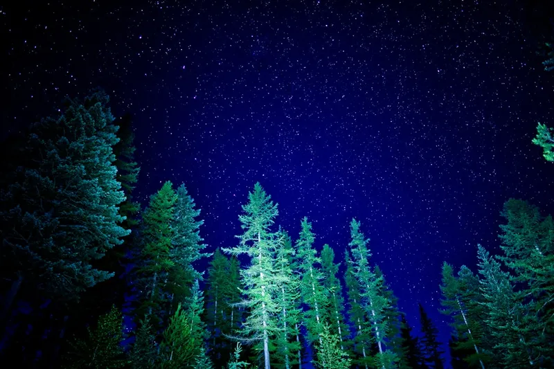 Pine trees painted bright with starry night sky behind.